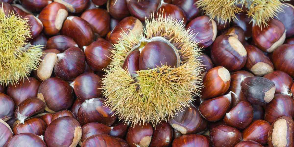Top 10 Best Ways To Store Chestnuts The Proper Way (2024)