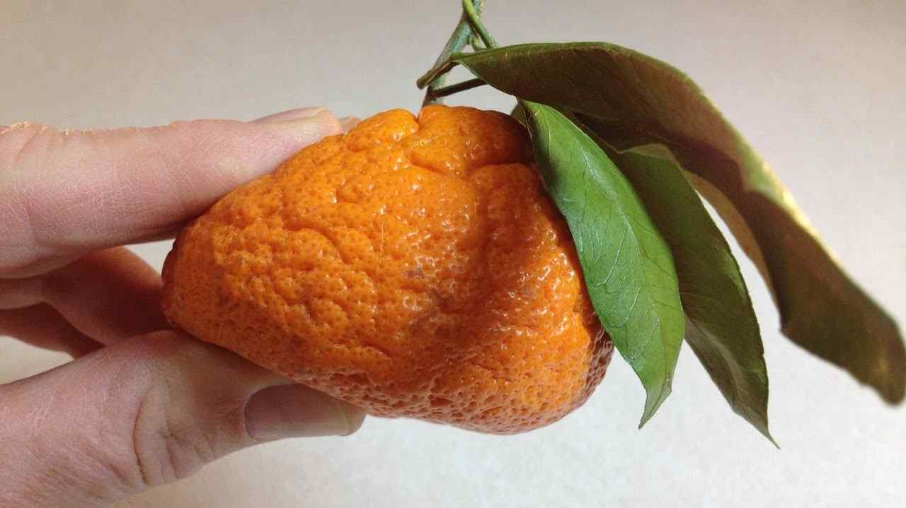 How To Tell If Mandarins Have Gone Bad? 5 Easy Ways