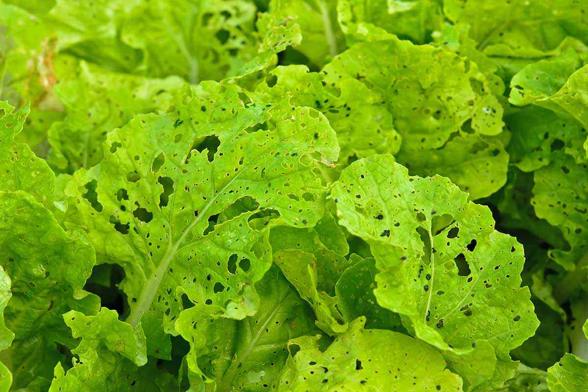 Bugs on Lettuce from the Store? Here's What to Do! 🥬🐛